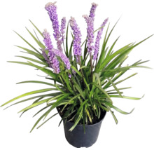 FloraSelf Liriope muscari 'Moneymaker' Co 2 L