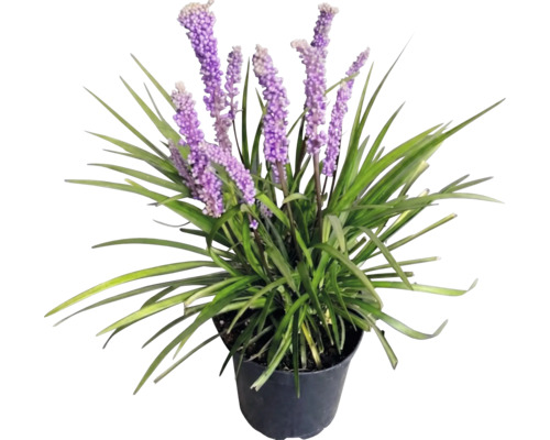 FloraSelf Liriope muscari 'Moneymaker' Co 2 L
