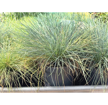 Păiuș albastru Festuca glauca în ghiveci de plastic negru, iarbă ornamentală cu fire fine, verde-albăstrui.