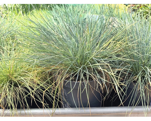 Păiuș albastru Festuca glauca în ghiveci de plastic negru, iarbă ornamentală cu fire fine, verde-albăstrui.