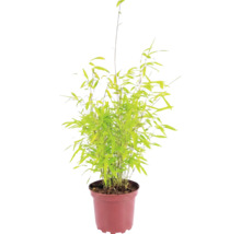 Bambus FloraSelf Fargesia nitida Volcano H 30-40 cm Co 2 L