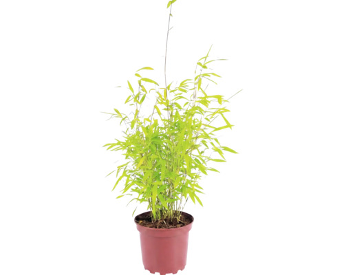 Bambus FloraSelf Fargesia nitida Volcano H 30-40 cm Co 2 L