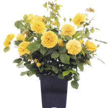 Trandafir FloraSelf 'Absolutely Fabulous' H 80 cm Co 3 L