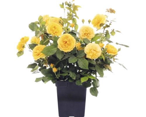 Trandafir FloraSelf 'Absolutely Fabulous' H 80 cm Co 3 L