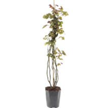 Trandafir FloraSelf 'Our Last Summer' H 90-110 cm Co 3 L