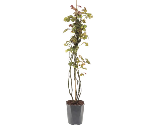 Trandafir FloraSelf 'Our Last Summer' H 90-110 cm Co 3 L Trandafir FloraSelf 'Our Last Summer' H 90-110 cm Co 3 L