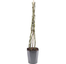 Trandafir FloraSelf 'Our Last Summer' H 90-110 cm Co 3 L