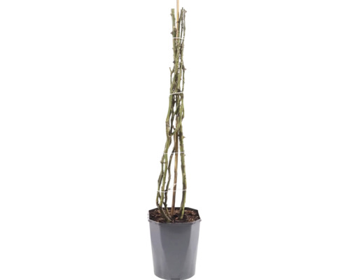 Trandafir FloraSelf 'Our Last Summer' H 90-110 cm Co 3 L