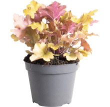 Clopoțel purpuriu FloraSelf Heuchera 'Indian Summer' Co 1,5 L