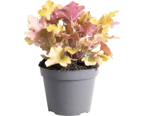 Clopoțel purpuriu FloraSelf Heuchera 'Indian Summer' Co 1,5 L