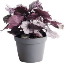Clopoțel purpuriu FloraSelf Heuchera 'Indian Summer' Co 1,5 L