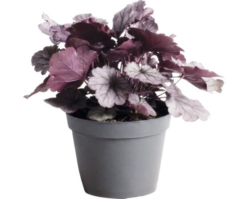 Clopoțel purpuriu FloraSelf Heuchera 'Indian Summer' Co 1,5 L