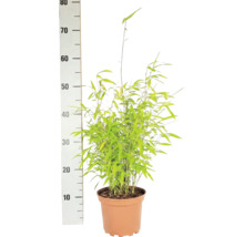 Bambus FloraSelf Fargesia nitida Volcano H 30-40 cm Co 2 L