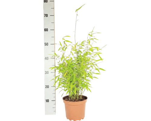 Bambus FloraSelf Fargesia nitida Volcano H 30-40 cm Co 2 L