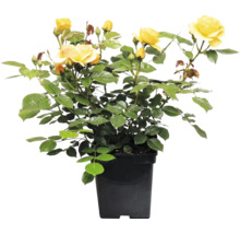 Trandafir FloraSelf Rosa 'Absolutely Fabulous' Co 5 L