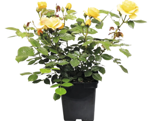 Trandafir FloraSelf Rosa 'Absolutely Fabulous' Co 5 L