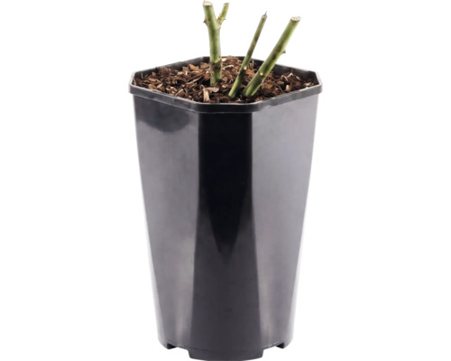 Trandafir FloraSelf Rosa 'Bailando' Co 3 L diferite culori