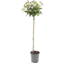 Plantă cu trunchi înalt și coroană verde în ghiveci, susținută de un băț de bambus.