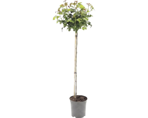 Plantă cu trunchi înalt și coroană verde în ghiveci, susținută de un băț de bambus.