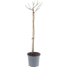 Trandafir pomișor FloraSelf Rosa 'Hansestadt Rostock' H 90 cm Co 6,5 L