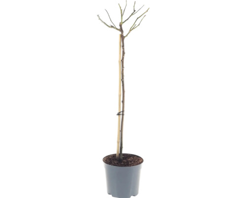 Trandafir pomișor FloraSelf Rosa 'Hansestadt Rostock' H 90 cm Co 6,5 L