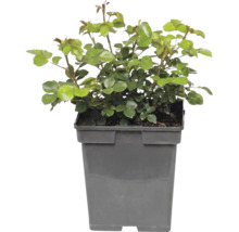 Trandafir FloraSelf Rosa 'Bailando' Co 5 L