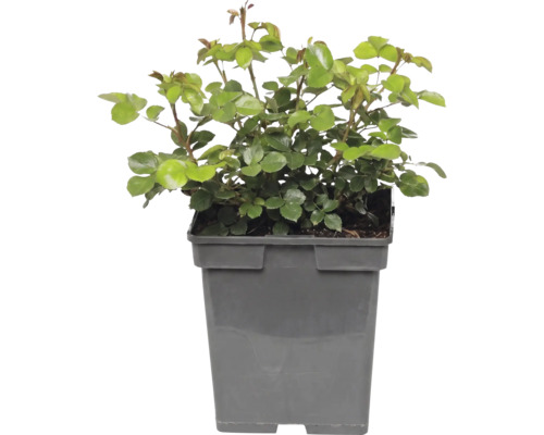 Trandafir FloraSelf Rosa 'Bailando' Co 5 L