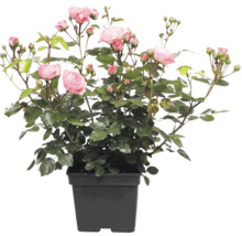 Trandafir FloraSelf Rosa 'Bailando' Co 5 L