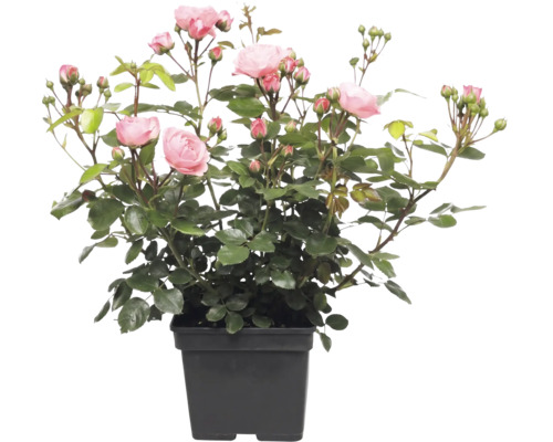 Trandafir FloraSelf Rosa 'Bailando' Co 5 L