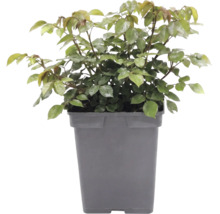 Trandafir FloraSelf Rosa 'Garden of Roses' Co 5 L