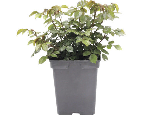 Trandafir FloraSelf Rosa 'Garden of Roses' Co 5 L