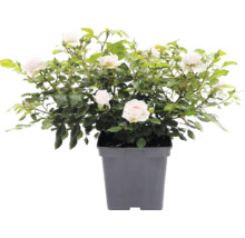 Trandafir cățărător FloraSelf Rosa 'Grand Award' Co 5 L