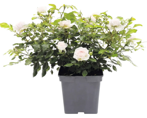 Trandafir cățărător FloraSelf Rosa 'Grand Award' Co 5 L