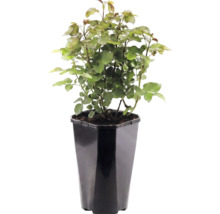 Tufă de trandafiri în ghiveci de plastic negru cu design unghiular.