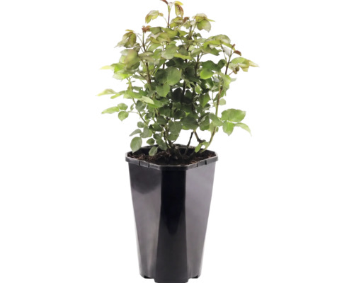 Tufă de trandafiri în ghiveci de plastic negru cu design unghiular.