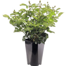 Plantă de trandafir cu multe frunze verzi și boboci într-un ghiveci negru înalt.