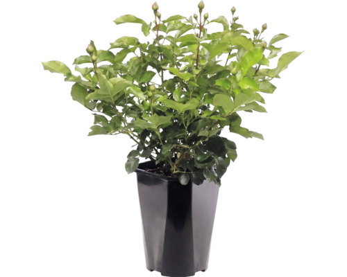 Plantă de trandafir cu multe frunze verzi și boboci într-un ghiveci negru înalt.