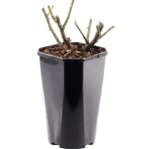 Trandafir FloraSelf Rosa 'Lampion' Co 3 L galben
