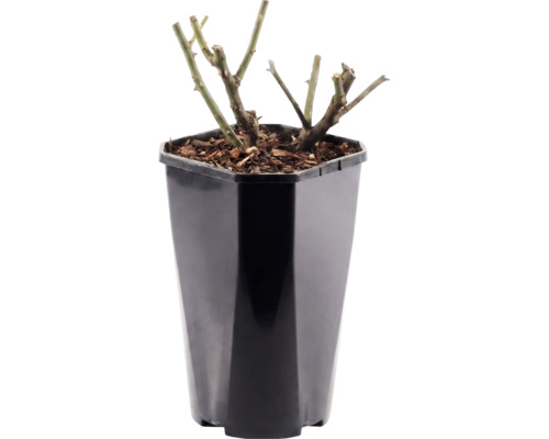 Trandafir FloraSelf Rosa 'Lampion' Co 3 L galben