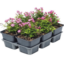 Set de șase trandafiri târâtori cu flori roz în ghivece din plastic gri pe o tavă de transport.