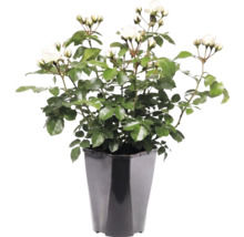 Plantă de trandafir alb cu frunze verzi și boboci într-un ghiveci de plastic negru.