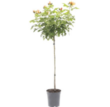 Trandafir cu trunchi cu flori de culoare caisă într-un ghiveci de plastic.