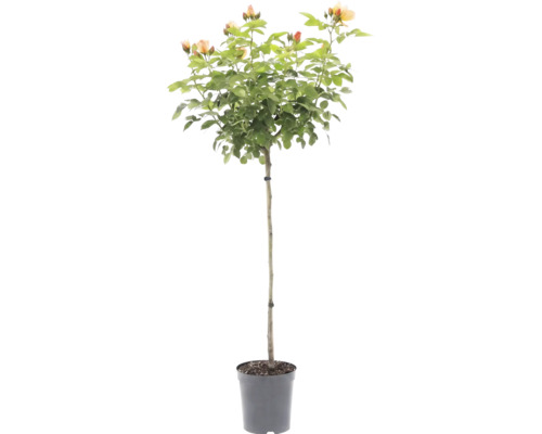 Trandafir cu trunchi cu flori de culoare caisă într-un ghiveci de plastic.
