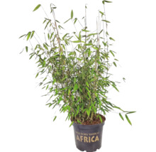 Bambus Fargesia murielae Africa în ghiveci.