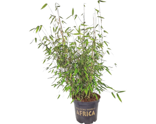 Bambus Fargesia murielae Africa în ghiveci.