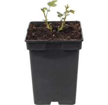 Plantă tânără de trandafir într-un ghiveci pătrat negru cu pământ.
