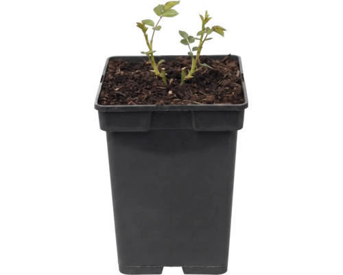 Plantă tânără de trandafir într-un ghiveci pătrat negru cu pământ.