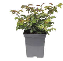 Plantă tânără cu frunze verzi și muguri roșiatici într-un ghiveci pătrat din plastic gri.