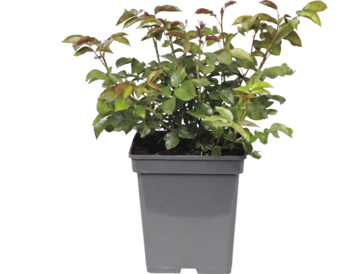 Plantă tânără cu frunze verzi și muguri roșiatici într-un ghiveci pătrat din plastic gri.