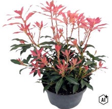Pieris japonica cu lăstari roșiatici în ghiveci de plastic negru. (Image AI modified or generated)